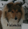 Hunde08012017-Valencia023Kopf100